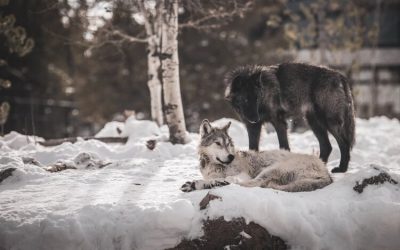 Two Wolves