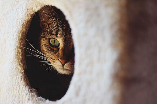 Cat In a Hole